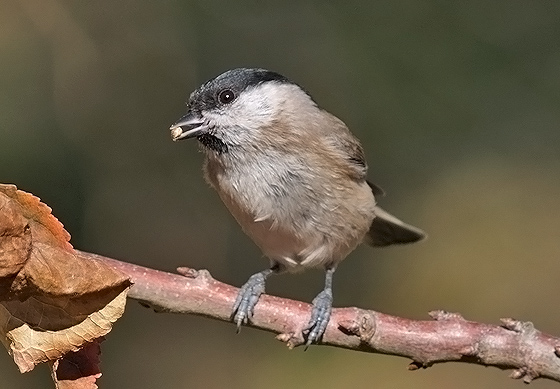 Poecile palustris